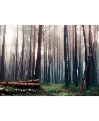Mglisty las - fototapeta