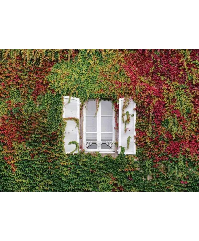 Kolorowy Bluszcz - fototapeta