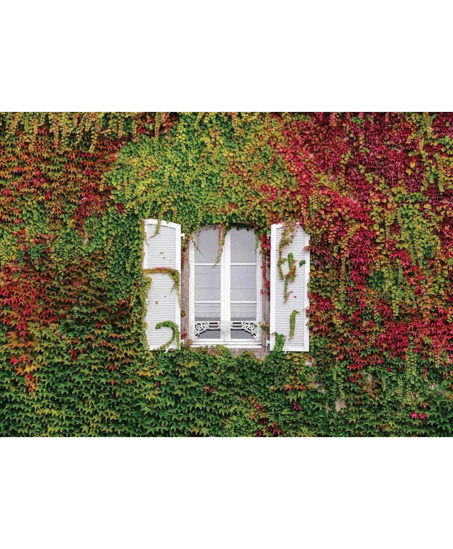 Kolorowy Bluszcz - fototapeta