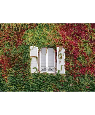 Kolorowy Bluszcz - fototapeta