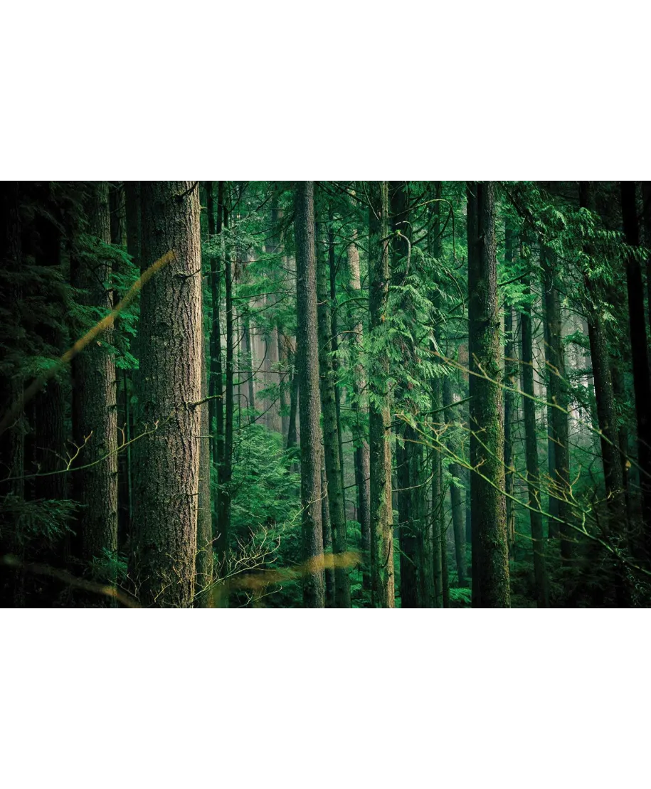 Tajemniczy Las - fototapeta