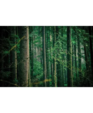 Tajemniczy Las - fototapeta