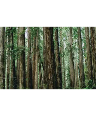 Crescent Woods - fototapeta