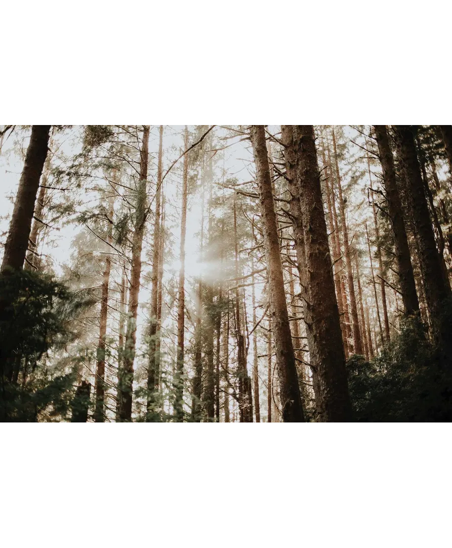 Leśne promienie słońca - fototapeta