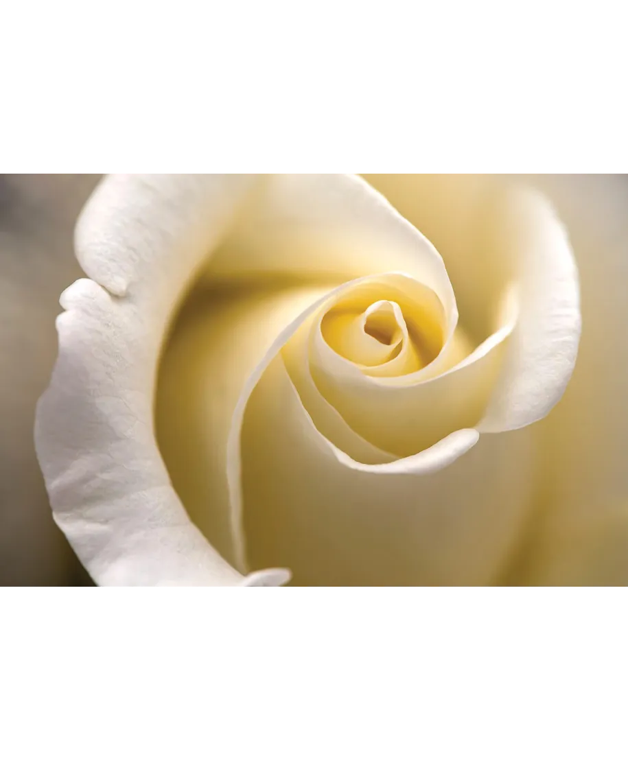 Kremowa Róża - fototapeta