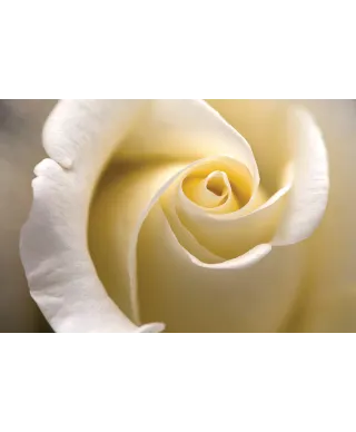 Kremowa Róża - fototapeta