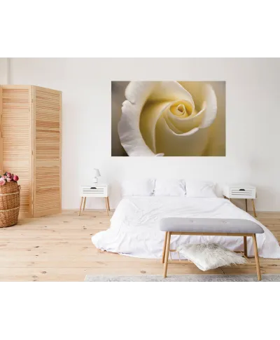 Kremowa Róża - fototapeta