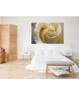 Kremowa Róża - fototapeta