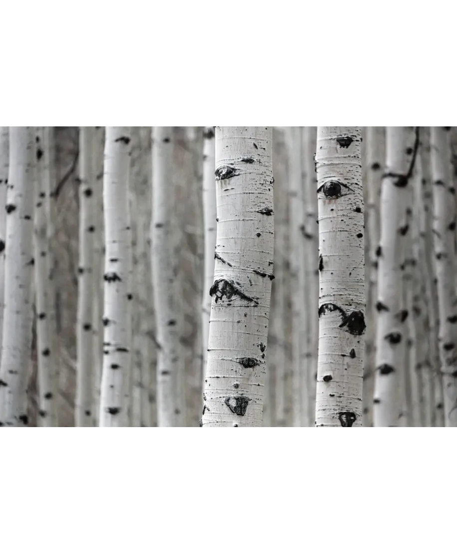 Brzozowy las - fototapeta