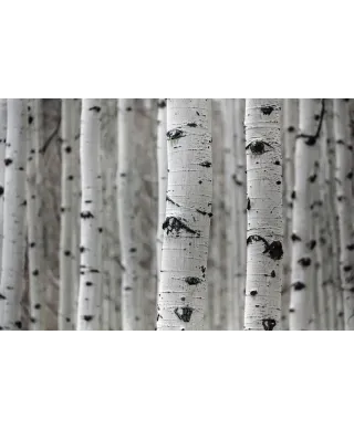 Brzozowy las - fototapeta