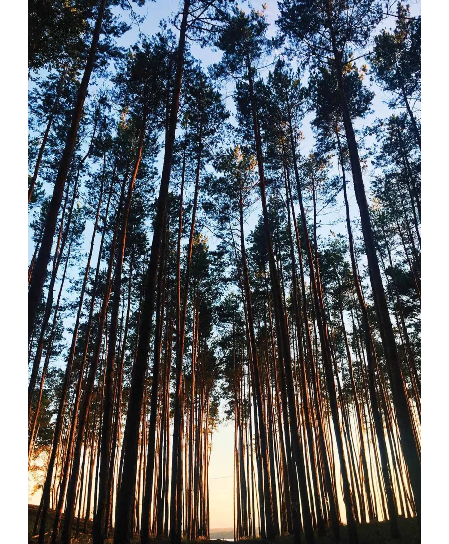 Las o świcie - fototapeta