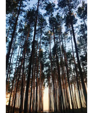 Las o świcie - fototapeta