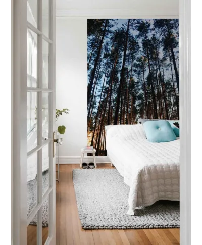 Las o świcie - fototapeta