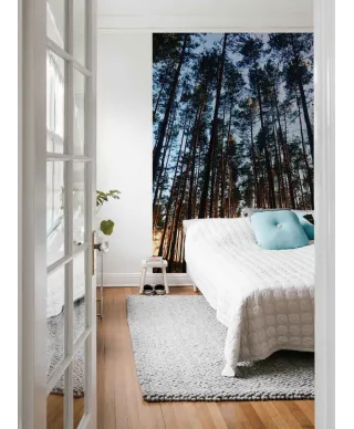 Las o świcie - fototapeta