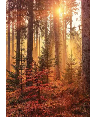 Jesienny las - fototapeta