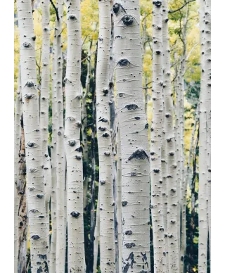 Brzozy - fototapeta