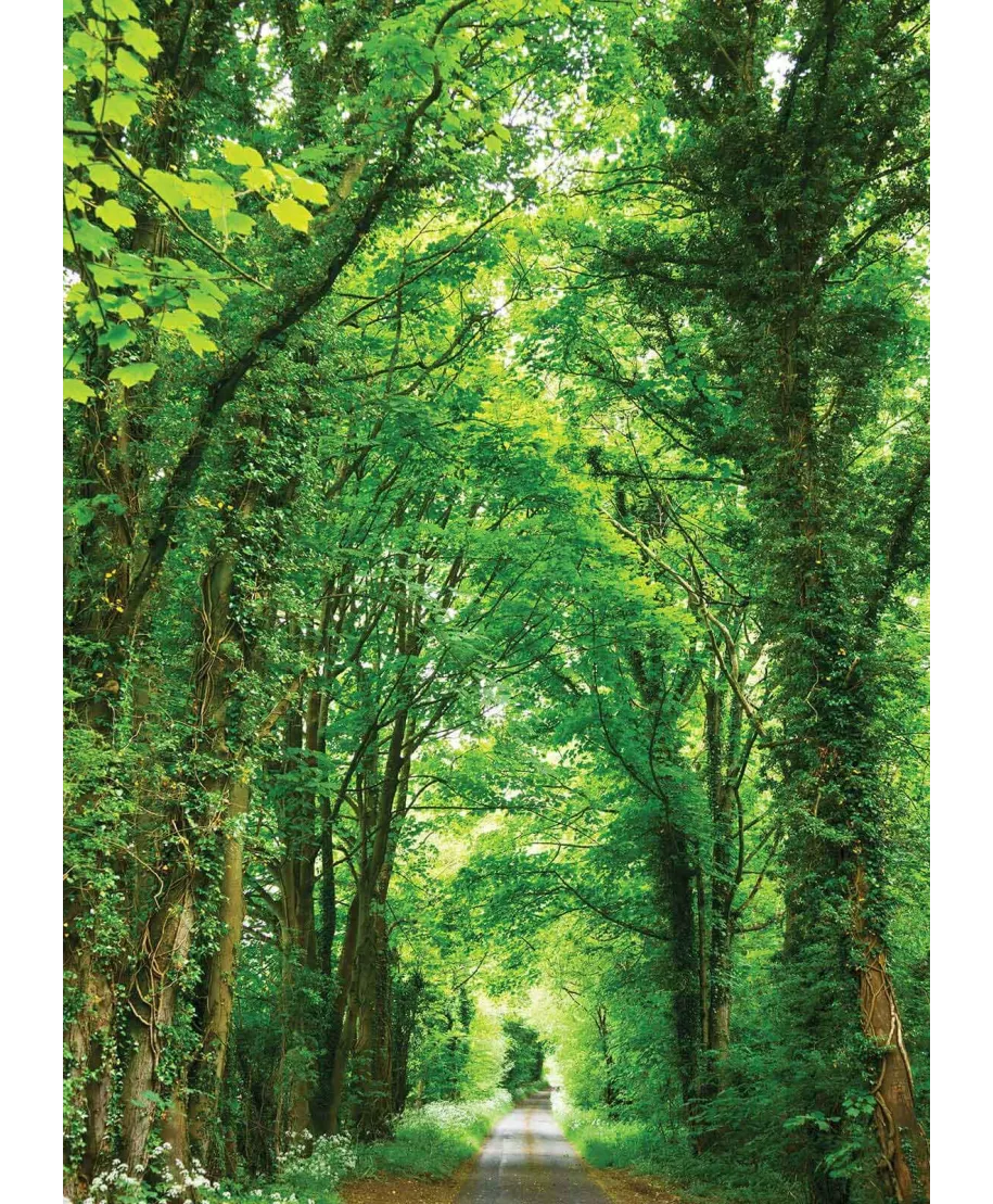 Zielona Droga - fototapeta