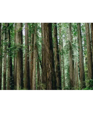 Gęsty Las - fototapeta