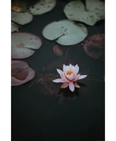 Kwiat Lotosu - plakat