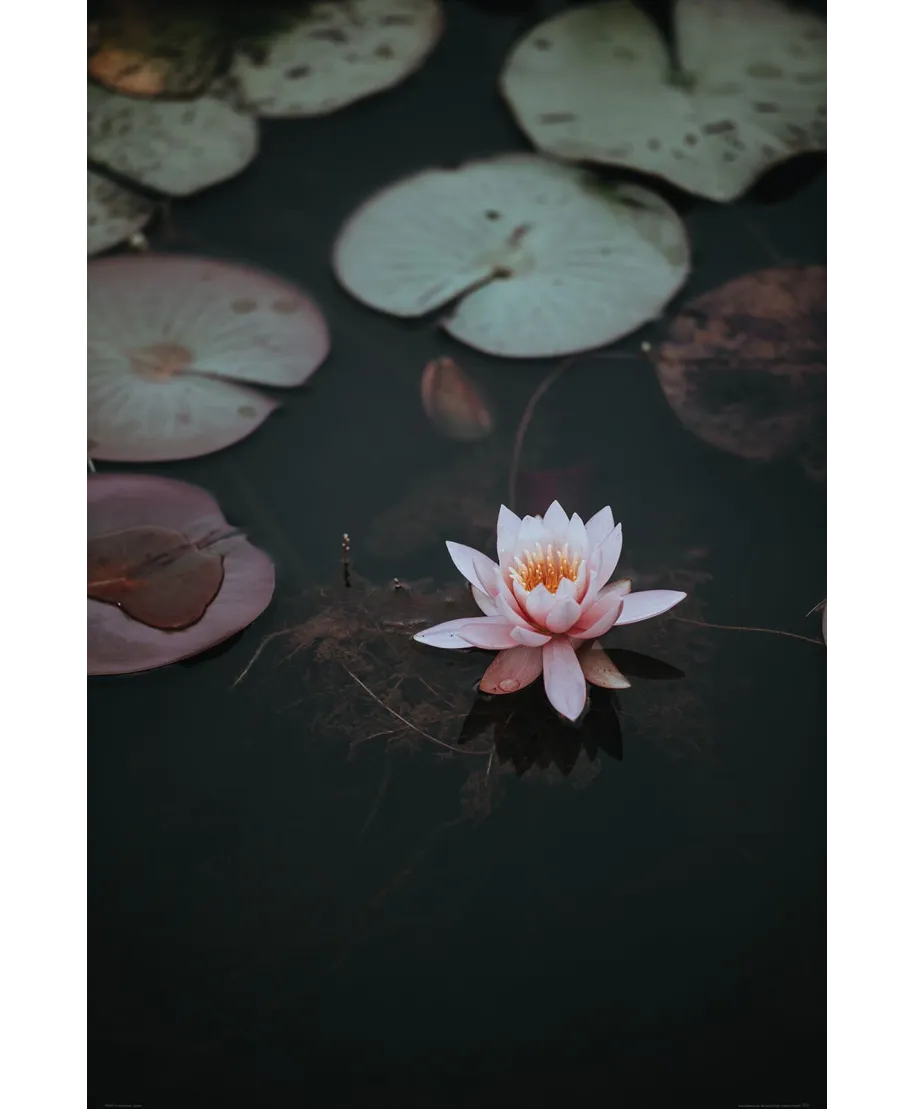 Kwiat Lotosu - plakat