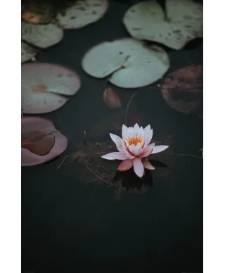 Kwiat Lotosu - plakat