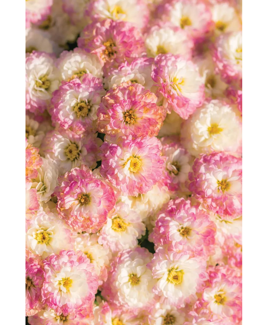 Pastelowe Kwiaty - plakat