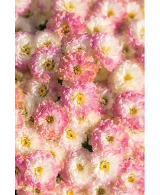 Pastelowe Kwiaty - plakat