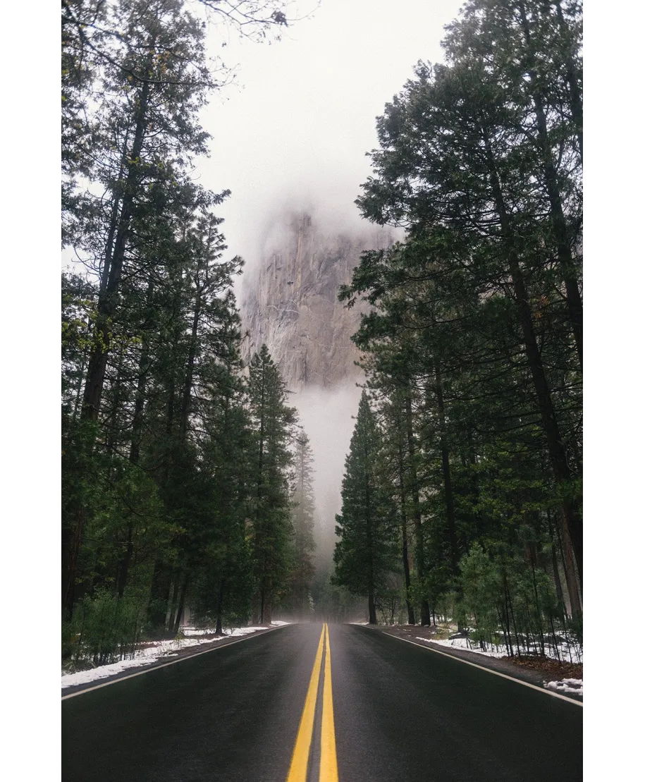 Droga wśród drzew - plakat