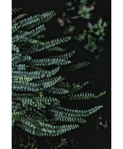 Leśne Rośliny - plakat