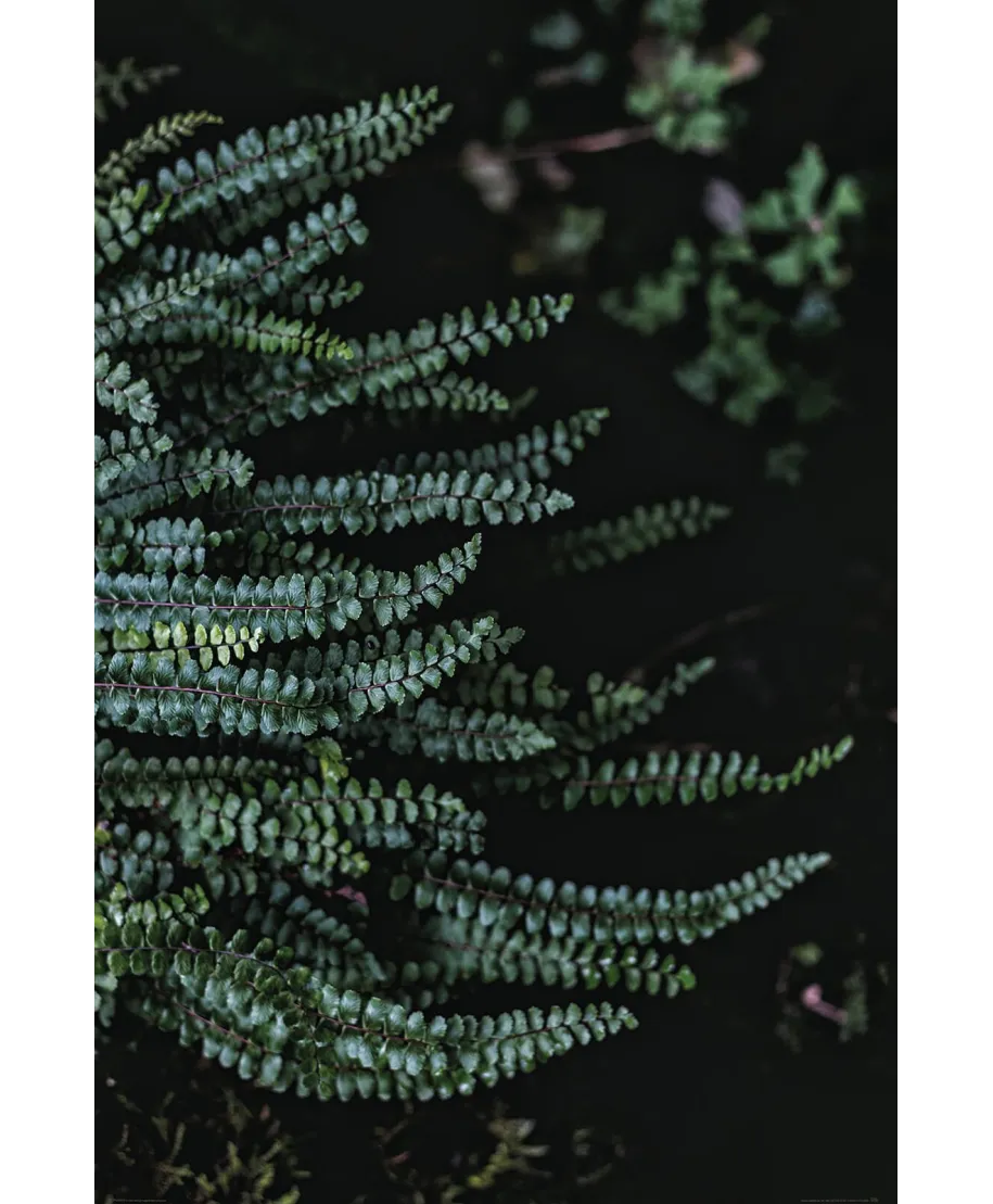 Leśne Rośliny - plakat