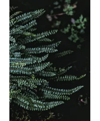 Leśne Rośliny - plakat