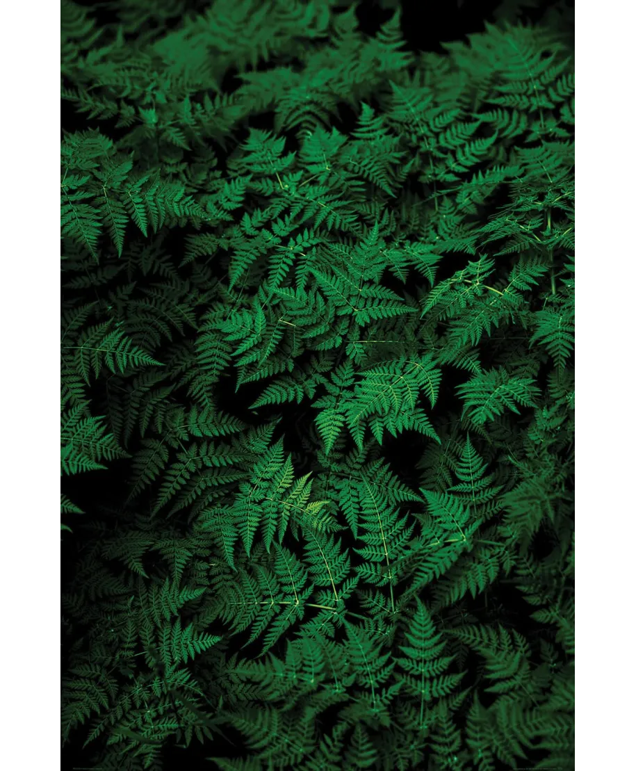 Zielona Paproć - plakat