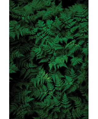 Zielona Paproć - plakat