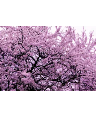 Kwitnące Drzewo - plakat