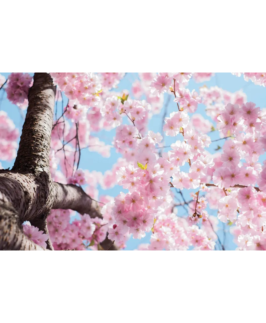 Kwitnąca Wiśnia - plakat