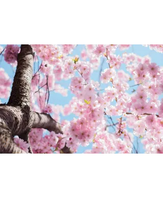 Kwitnąca Wiśnia - plakat