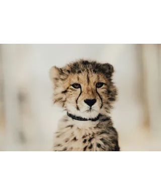 Gepard - plakat