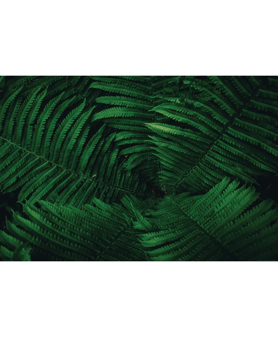 Liście Paproci - plakat