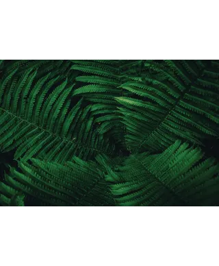 Liście Paproci - plakat