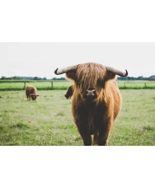 Szkocka Krowa - plakat