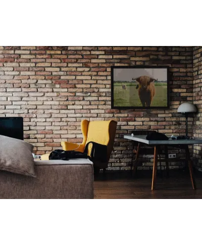 Szkocka Krowa - plakat