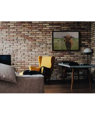 Szkocka Krowa - plakat