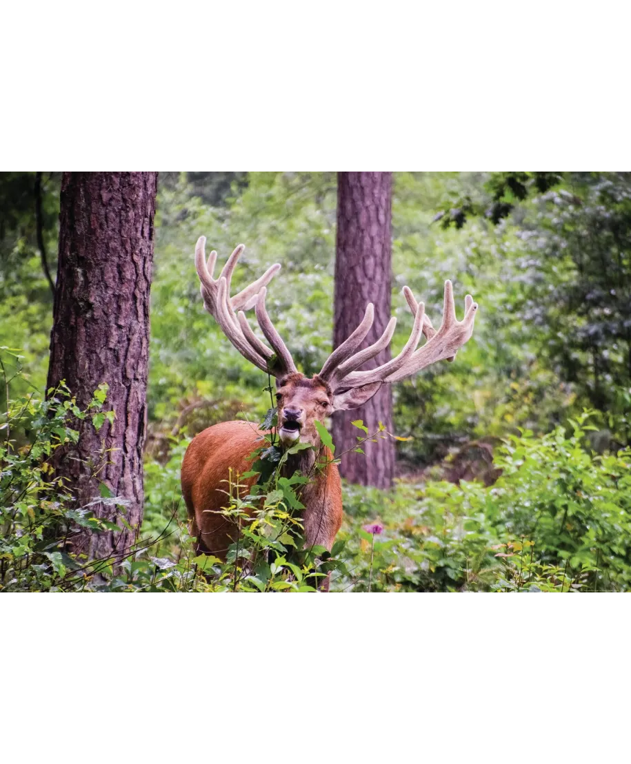 Jeleń w lesie - plakat