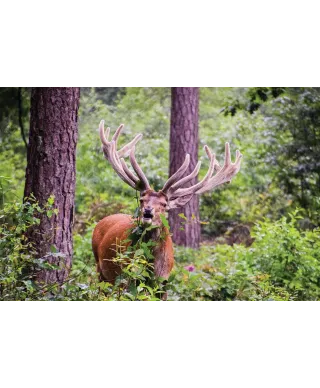 Jeleń w lesie - plakat