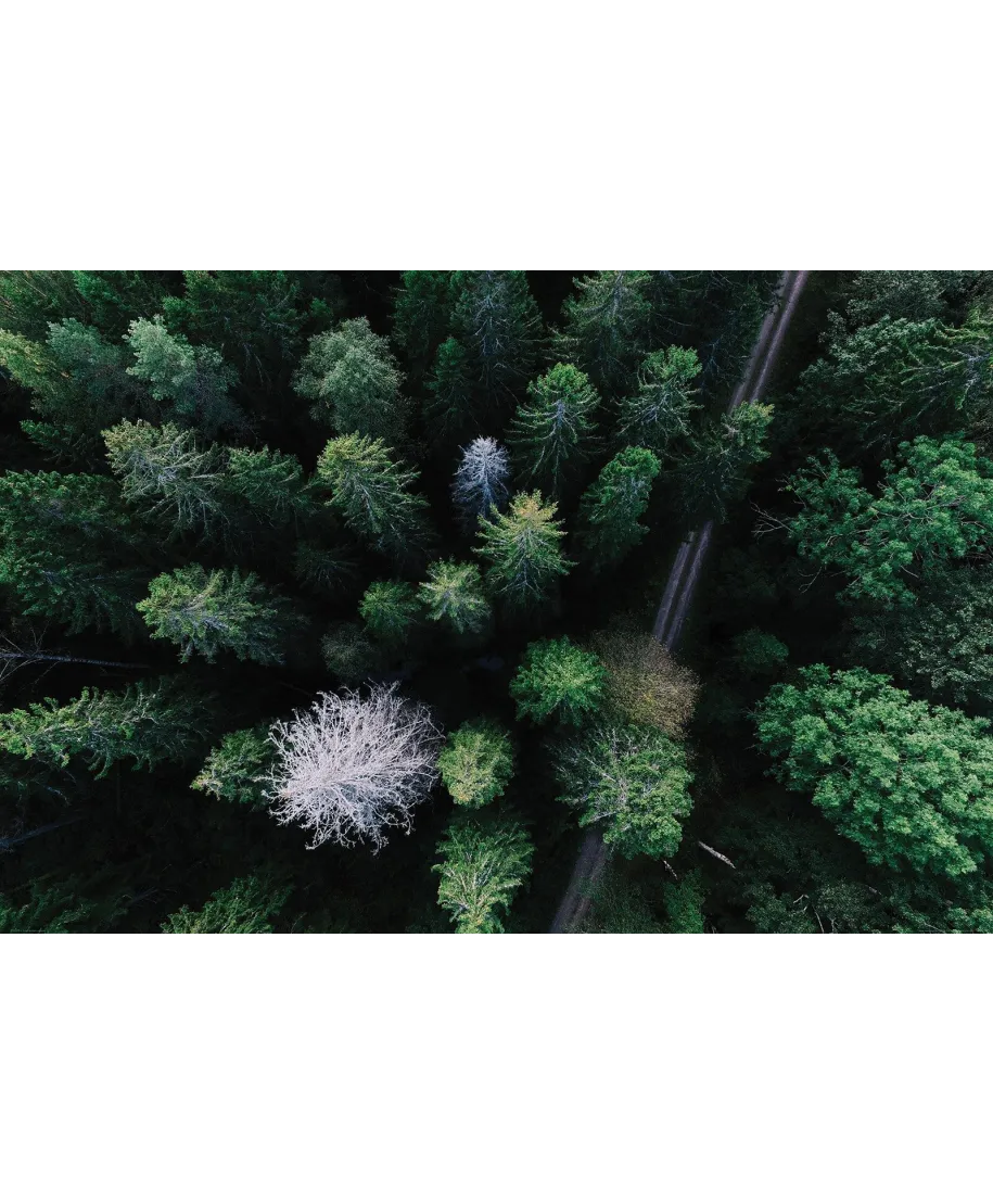 Droga Leśna - plakat