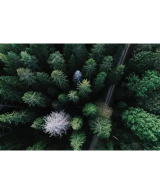 Droga Leśna - plakat