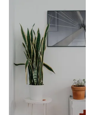 Filar Mostu - plakat