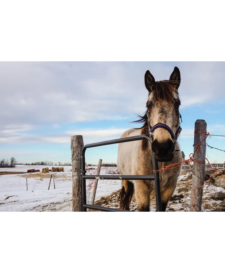 Koń w zagrodzie - plakat