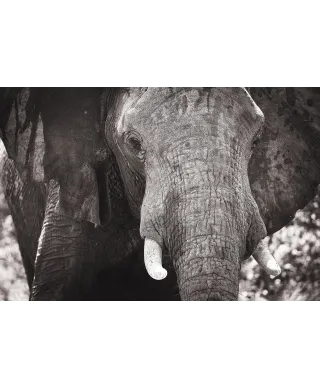 Słoń - plakat