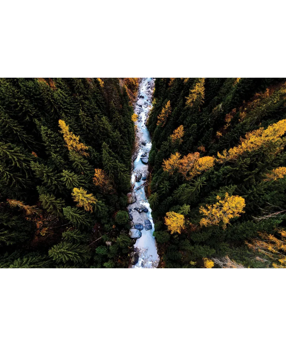 Leśny Potok - plakat